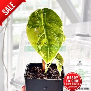 Variegated Alocasia Azlanii aurea l High-quality tissue culture l Ready to Ship / Free Phyto