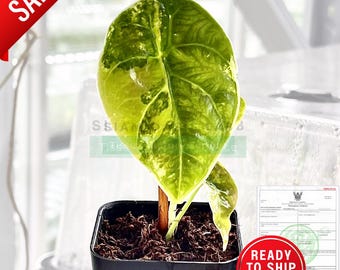 Alocasia Azlanii 