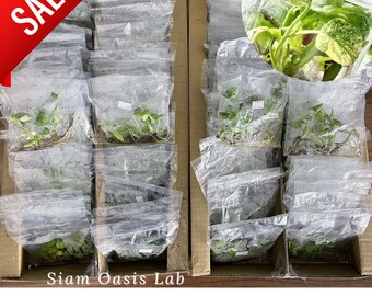 May include: A cardboard box filled with small plastic bags containing green plants. The box is labelled "Siam Oasis Lab" and "MONSTERA THAI CON". The word "SALE" is written in red on a white background in the top left corner of the image.