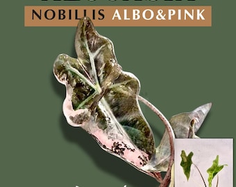Variegated Alocasia Nobilis: Rare Tissue Culture Plant | Limited Batch | Free Phyto
