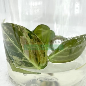 Philodendron Melanochrysum variegated l High-quality tissue culture l Ready to Ship / Free Phyto
