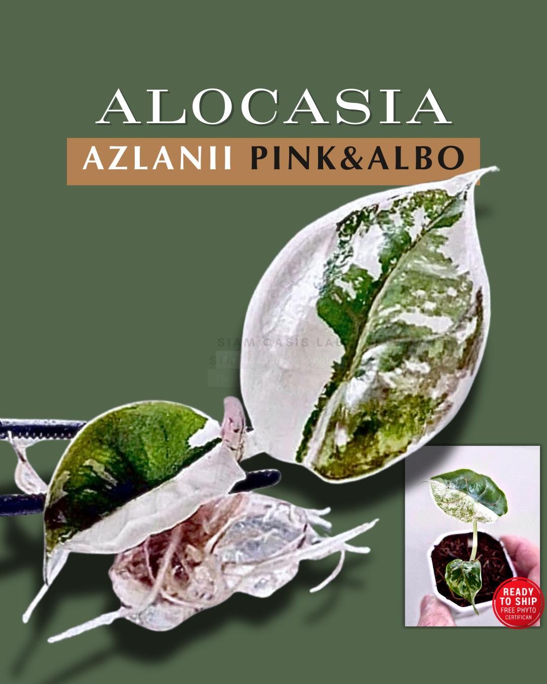 Variegated Alocasia Azlanii Albo & Pink Tissue Culture Plant