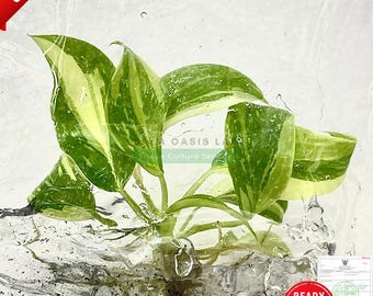 Philodendron Green Congo Hybrid Brokig vävnadsodlingsväxt | Begränsat parti | Gratis fyto