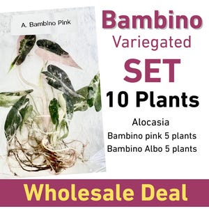 Alocasia Bambino Rosa/Vit Vävnadsodlingsset | 10 grossistväxter