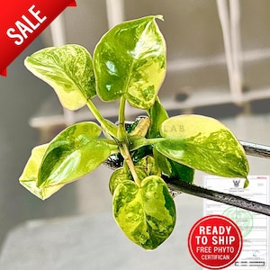 Philodendron Billietiae variegated l High-quality tissue culture l Ready to Ship / Free Phyto