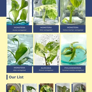 May include: A collection of tissue culture plants in glass jars. The plants include Monstera Aurea variegated, Monstera Mint variegated, Monstera Yellow marilyn variegated, Monstera Albo variegated, Alocasia Potora variegated, Philodendron Caramel marble variegated, Alocasia Scalprum variegated, Monstera Burle marx flame, Philodendron Billietiae variegated, Philodendron Melanochrysum variegated, and Philodendron Red anderson variegated.