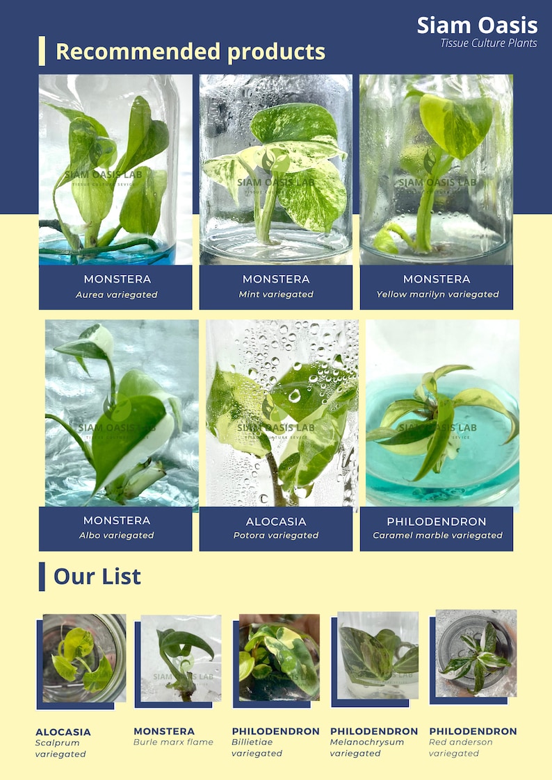 May include: A collection of tissue culture plants in glass jars. The plants include Monstera Aurea variegated, Monstera Mint variegated, Monstera Yellow marilyn variegated, Monstera Albo variegated, Alocasia Potora variegated, Philodendron Caramel marble variegated, Alocasia Scalprum variegated, Monstera Burle marx flame, Philodendron Billietiae variegated, Philodendron Melanochrysum variegated, and Philodendron Red anderson variegated.