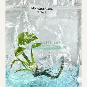 Variegated Monstera Aurea Tissue Culture Plant - Rare Aroid - Free Phyto image 7