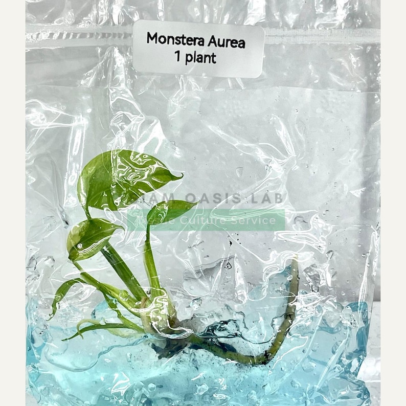 Variegated Monstera Aurea Tissue Culture Plant - Rare Aroid - Free Phyto image 7