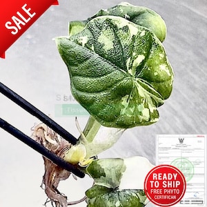 Rare Variegated Alocasia Melo Albo l High-quality tissue culture l Ready to Ship / Free Phyto