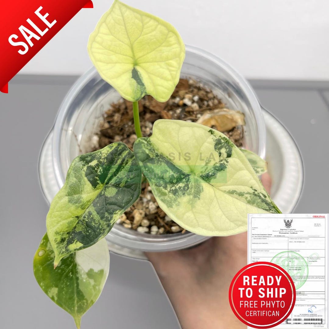 Variegated Alocasia Dragon Scale - High-quality Tissue Culture L