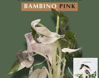 Planta de cultivo de tejidos de Alocasia Bambino abigarrada / Lote limitado / Fito gratis