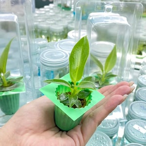 Philodendron spiritus sancti in TC l High-quality tissue culture l Ready to Ship / Free Phyto