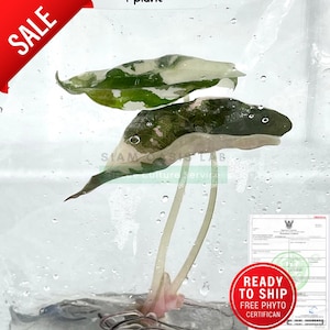 Variegated Alocasia Chantrieri - High-quality tissue culture l Ready to Ship / Free Phyto