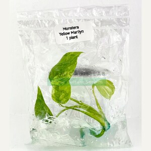 Monstera Yellow Marilyn Variegated Tissue Culture Plant - Rare Aroid - Free Phyto image 12