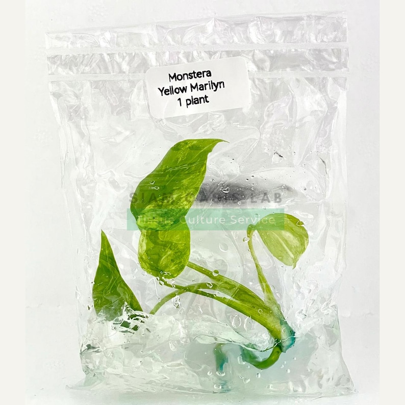 Monstera Yellow Marilyn Variegated Tissue Culture Plant - Rare Aroid - Free Phyto image 12