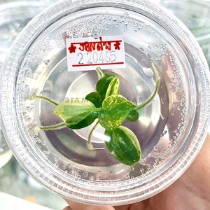 Philodendron Jose buono Variegated l High-quality tissue culture l Ready to Ship / Free Phyto