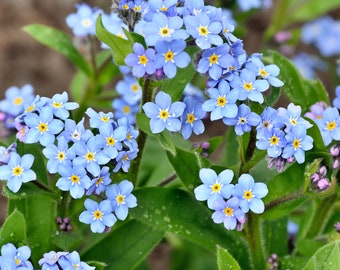 Forget-Me-Not Seeds (Pack of 50 seeds)