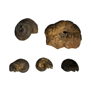 Ammonite Fossil - Natural - Rough - 35g - D