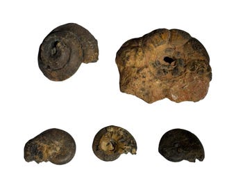 Ammonite fossile - Naturel - Brut - 35 g - D