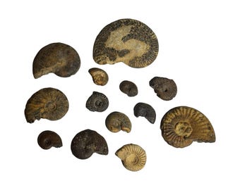 Ammonite fossile - Naturel - Brut - 56 g - B
