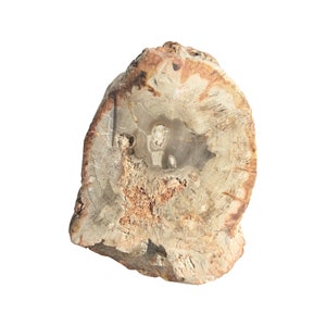 May include: A cross-section of petrified wood, revealing the intricate patterns and colours of the fossilised tree trunk. The wood is a light brown colour with darker brown and grey accents.