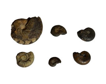 Ammonite fossile - Naturelle - Brut - 12 g - C