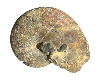 Ammonite Fossil - Natural - Rough - C