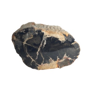 VERY RARE - Petrified Wood Log - BLACK - F