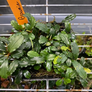 Bucephalandra sp Brownie 4”x2” Mat