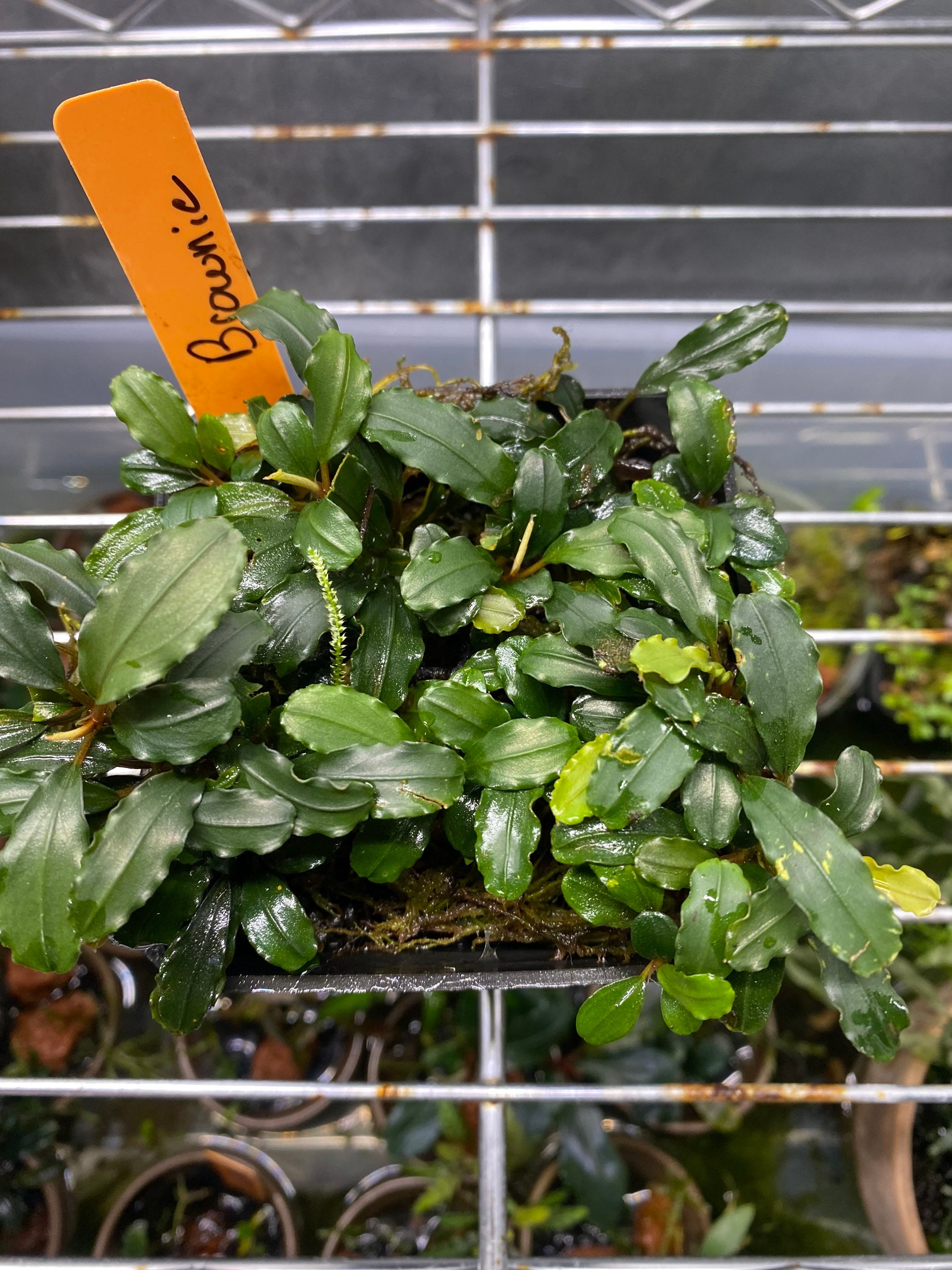 Bucephalandra sp.aurora KN便-