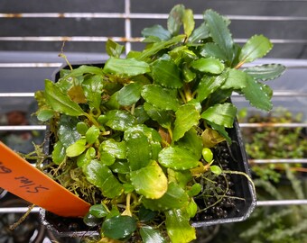 Bucephalandra sp Silver Green 4”x2” Mat