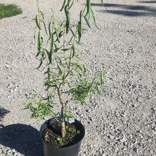 Weeping Willow Bonsai Etsy