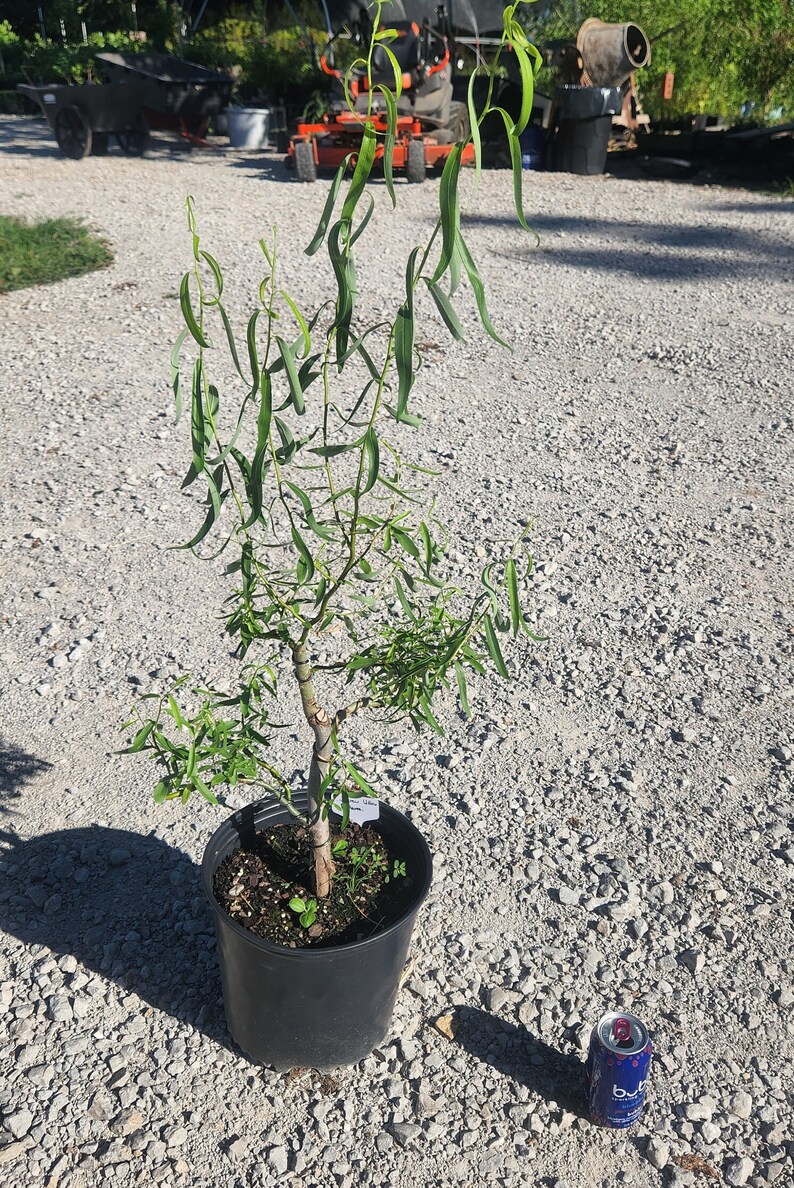 Corkscrew Willow Prebonsai 2 Etsy