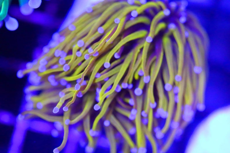 Indo 24k Gold Torch Euphyllia Coral 2 Heads Attached WYSIWYG Etsy