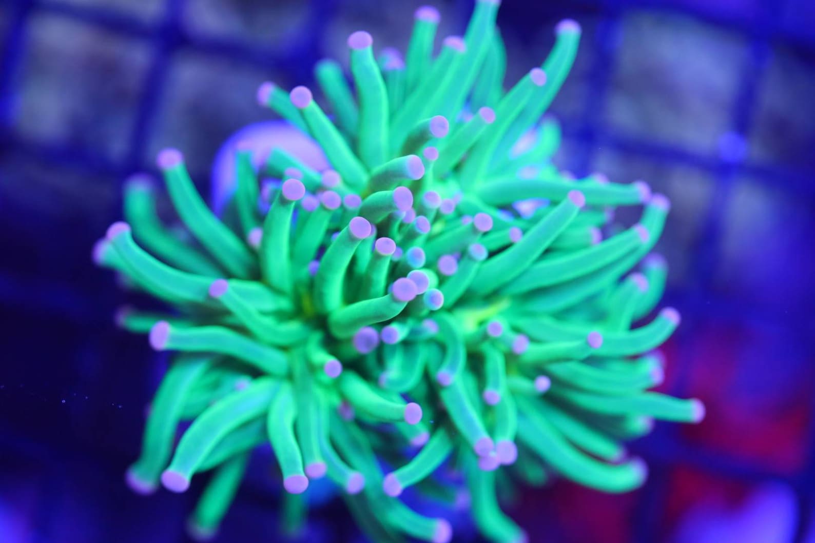 Wwc Cotton Candy Torch Coral Saltwater Aquarium Corals Etsy