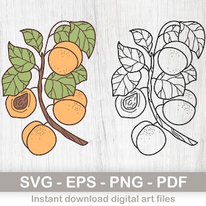 Abrikozen Instant Digitale Download clipart, abrikozen svg, png, pdf en EPS-bestanden inbegrepen! gelaagde SVG, bestanden voor cricut, digitale download