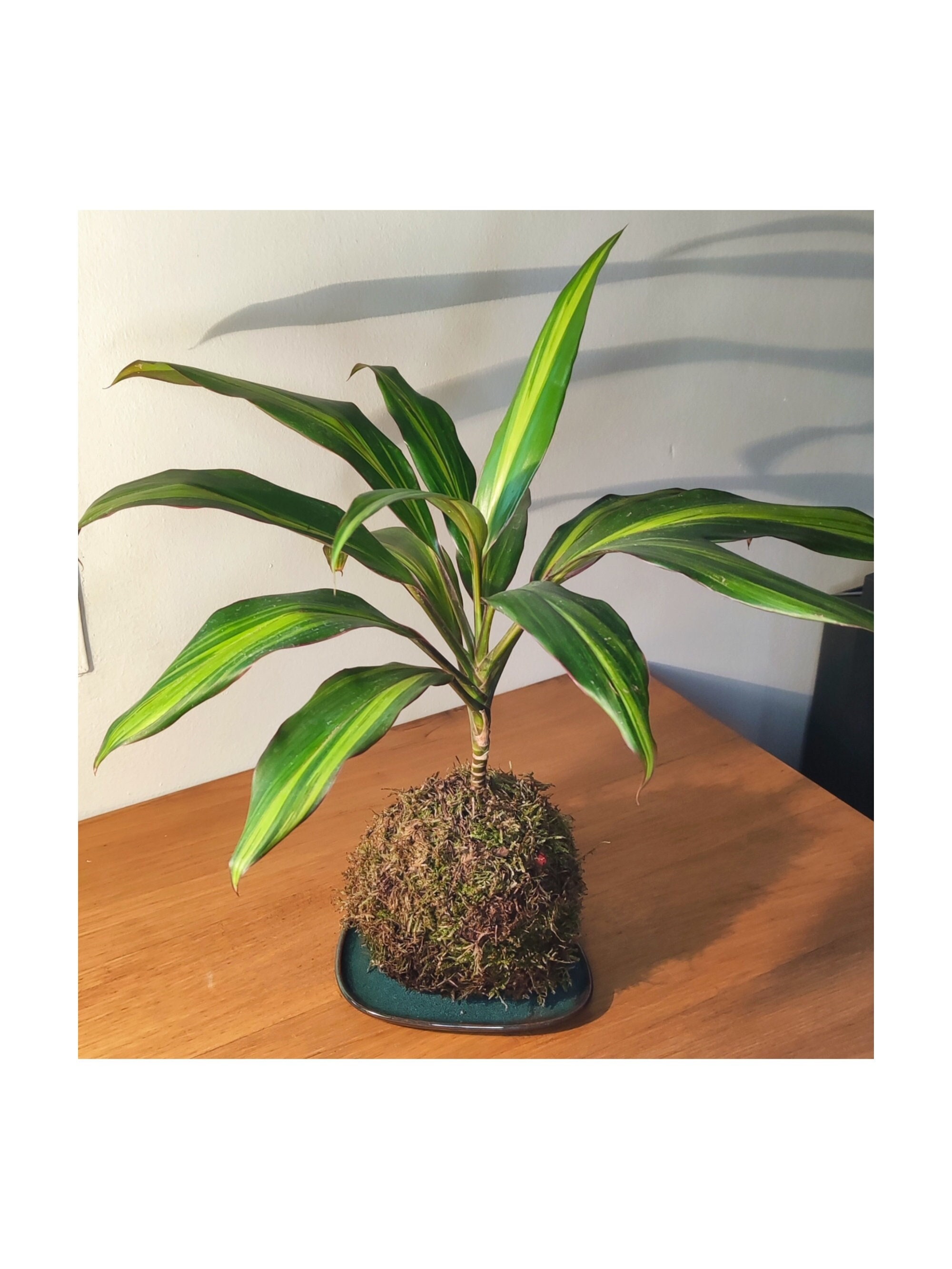 Kokedama Cordyline