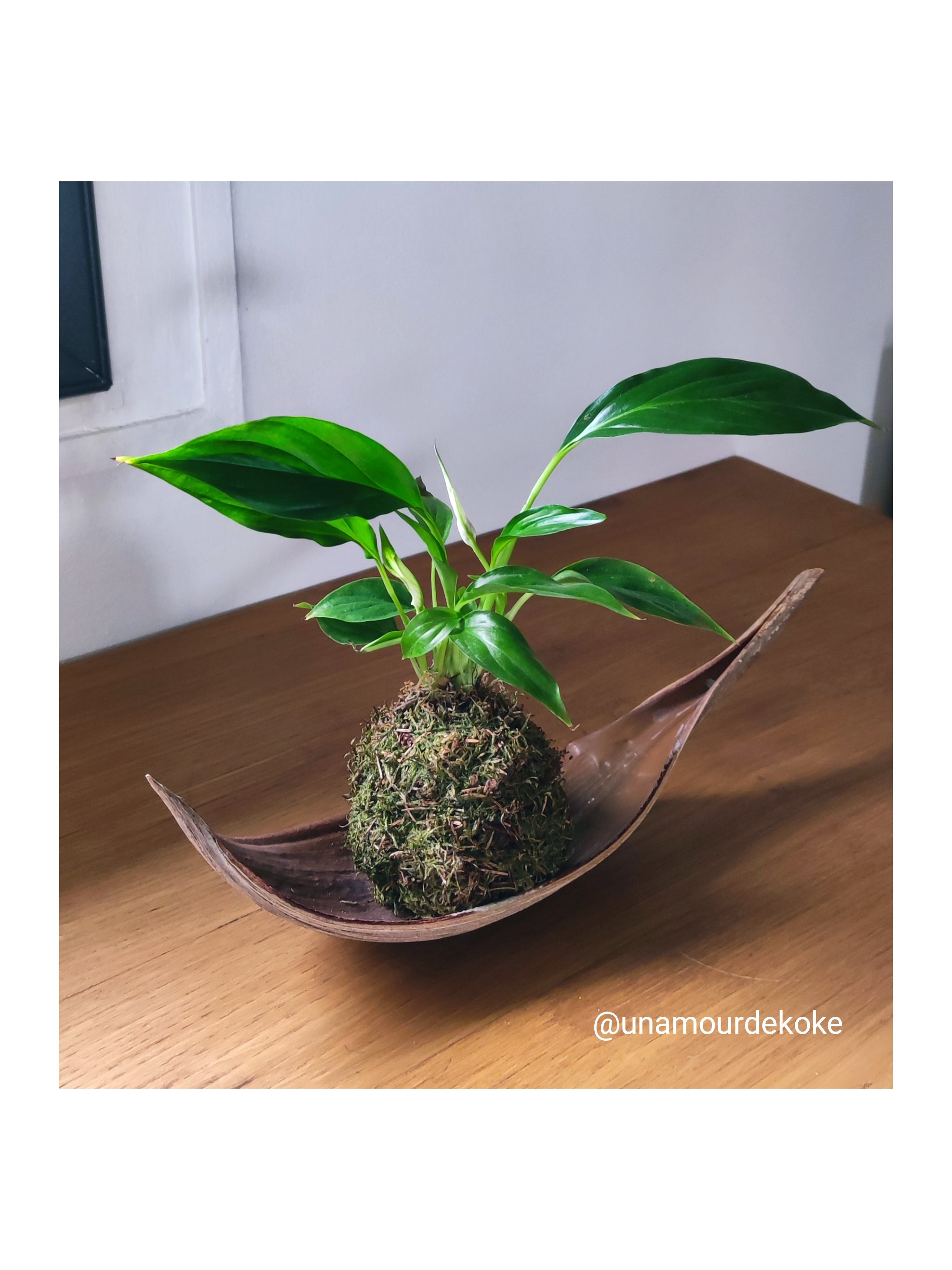 Kokedama Anthurium Blanc | Support Offert