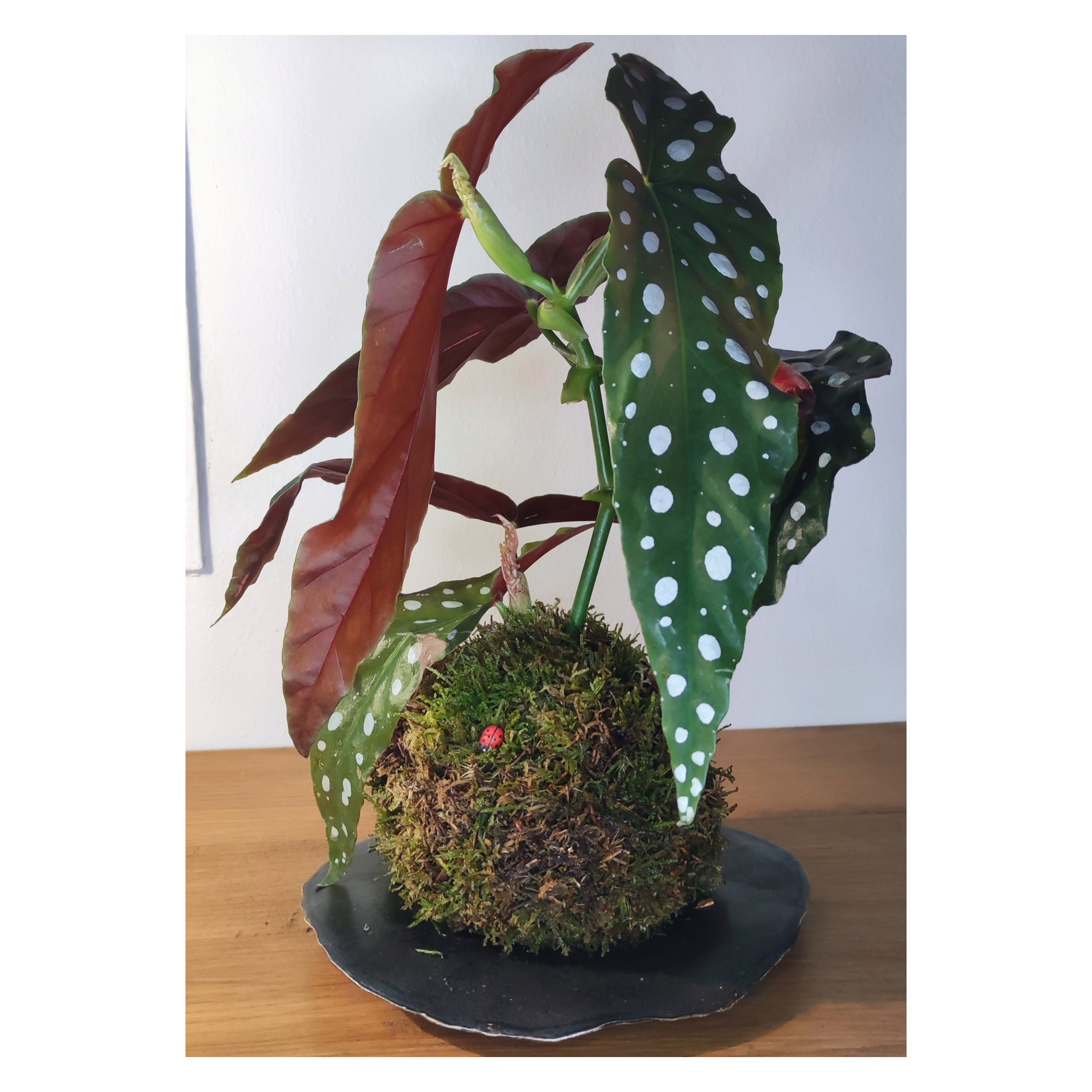 Kokedama Bégonia