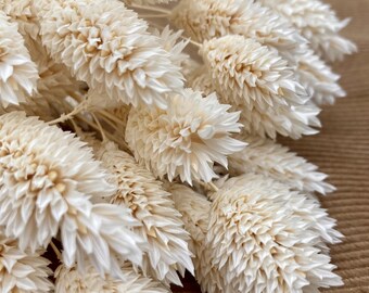 Phalaris essiccato, bianco, bouquet di fiori secchi, decorazioni per la casa, decorazioni di nozze, regalo per la festa della mamma, regalo donna, bouquet per la festa della mamma, primavera