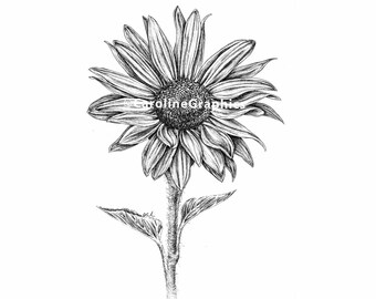 Sunflower Illustration, Ink Print, Black and White, Nature Art, Botanical, Wall Art