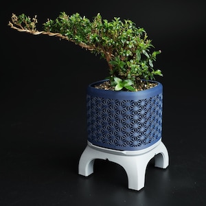 May include: A bonsai tree in a navy blue geometric patterned pot, set on a white stand. The bonsai has green leaves and a curved, brown trunk. The pot is cylindrical and has a decorative, openwork design.