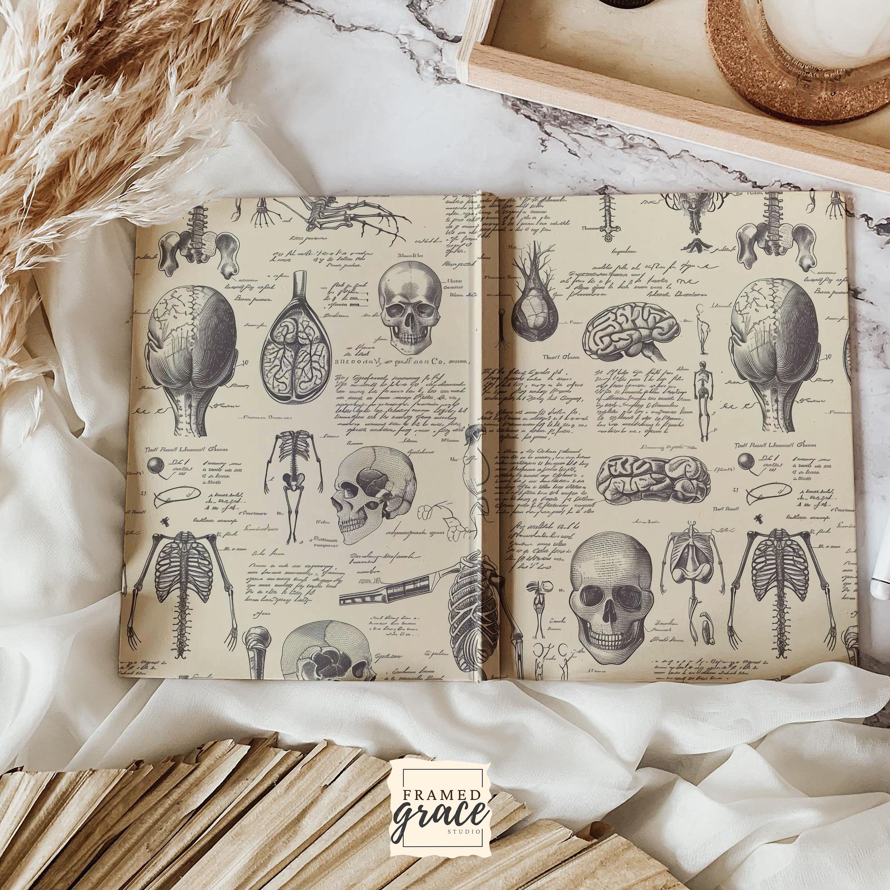 Vintage Human Anatomy Brain, Hardcover Journal Matte, Medical Student Notebook, Stationery Book ...