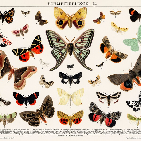 Vintage Schmetterlinge - Butterfly Illustration Giclée Wall Art Home Decor Print in Matte Colour Poster 18x18"
