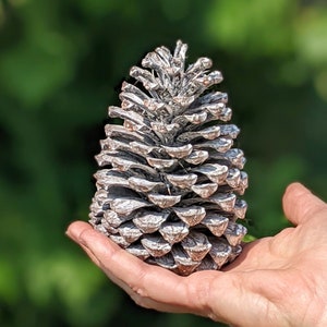 May include: A large, silver-painted pine cone held in a hand against a blurred green backdrop. The cone's scales are detailed, and the silver paint highlights its texture. The natural decor item is a decorative element.