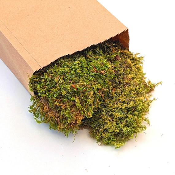 Natural Decorative Dried Flat Green Floristry Moss For Displays & Wreath Making | Autumn | Christmas