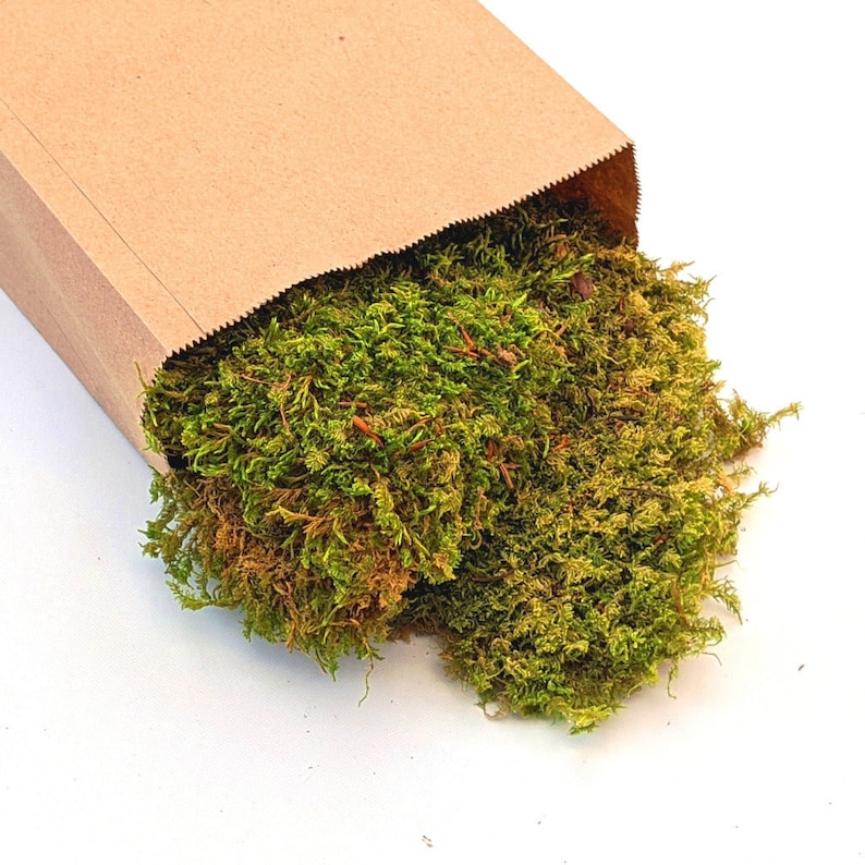 Natural Decorative Dried Flat Green Floristry Moss For Displays & Wreath Making | Autumn | Christmas image 1
