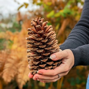 May include: A large, brown pine cone held in cupped hands. The cone's scales are visible, and the background features blurred autumn foliage. The pine cone is a natural, organic item.