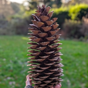Natural Sugar Pine Cone | 25-30cm Mega Pine Cone